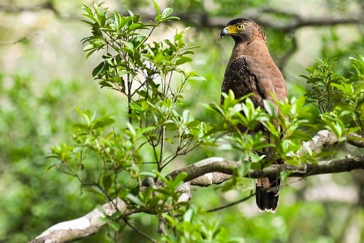 14-Day Sri Lanka Wildlife Tour — Rainforests, Elephants & Endemic Birds photo 1