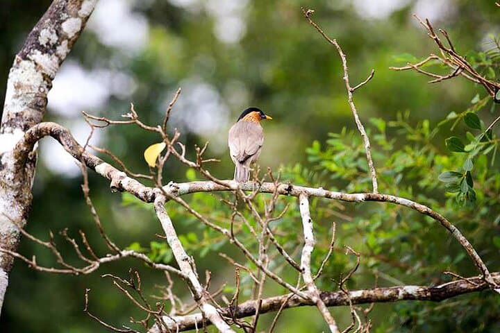 14-Day Sri Lanka Wildlife Tour — Rainforests, Elephants & Endemic Birds photo 4