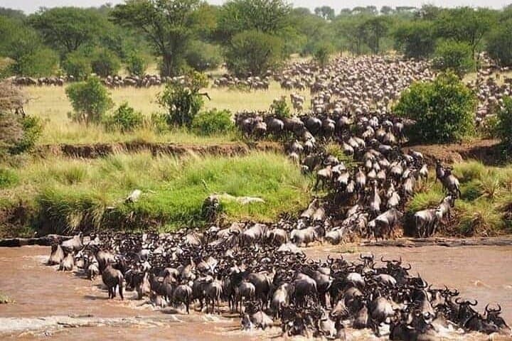 When the Mara Runs: Witnessing the Wildebeest Migration in Masai Mara