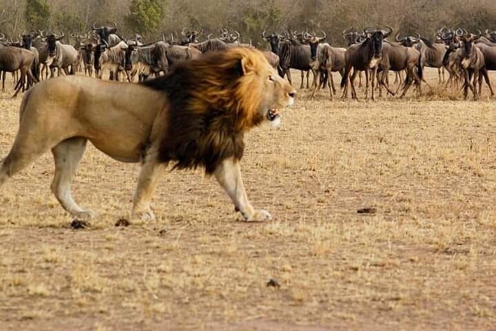 When the Mara Runs: Witnessing the Wildebeest Migration in Masai Mara photo 2