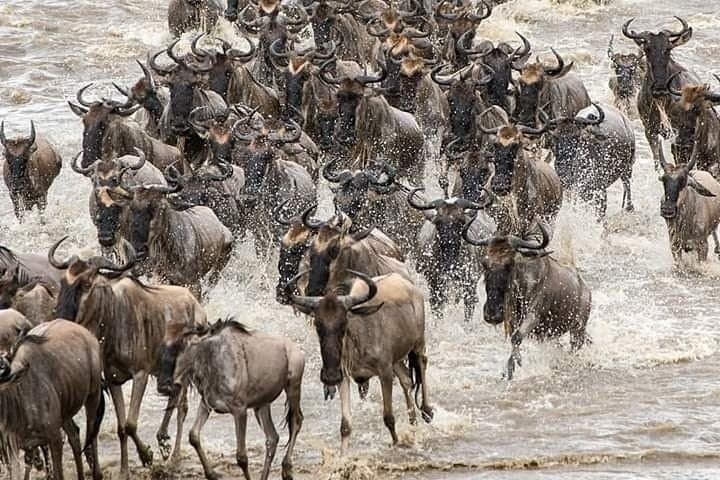 When the Mara Runs: Witnessing the Wildebeest Migration in Masai Mara photo 3