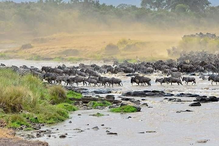When the Mara Runs: Witnessing the Wildebeest Migration in Masai Mara photo 4