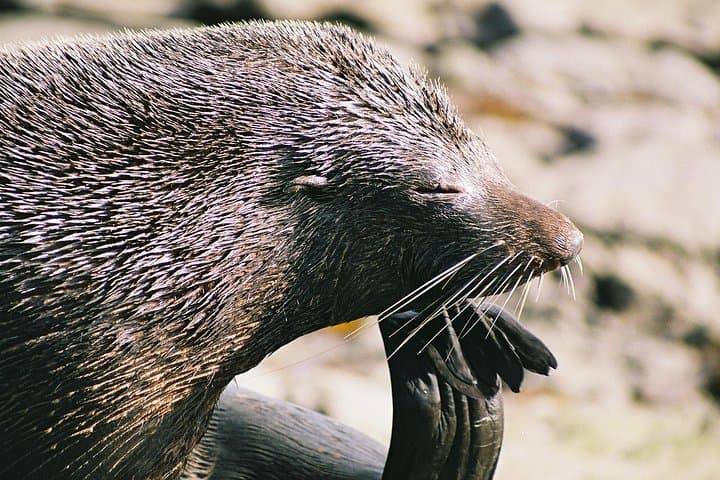 Anchorage Walk and Sail: Abel Tasman Coastal Track Walk and Afternoon Sail to Kaiteriteri photo 3