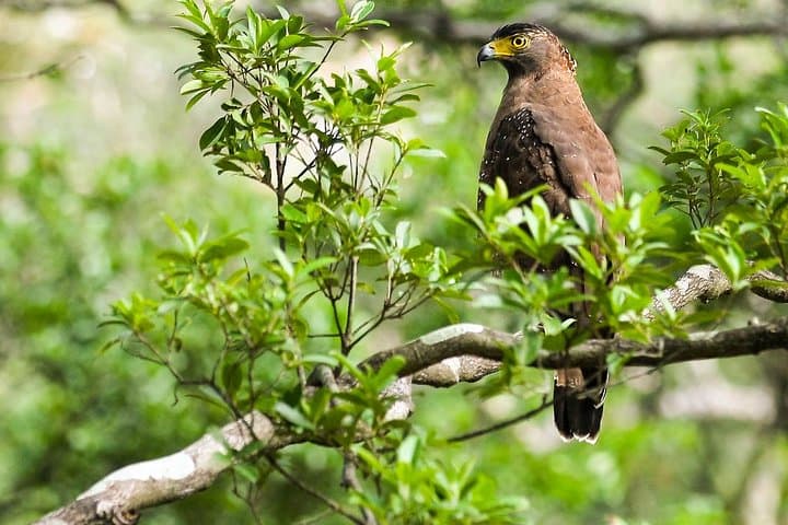 Six-Day Birdwatching and Wildlife Safari in Southern Sri Lanka photo 1