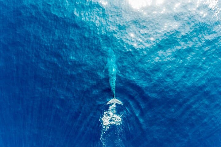 Aerial Whale Watching from Koggala — 45-Minute Blue Whale Plane Tour photo 4