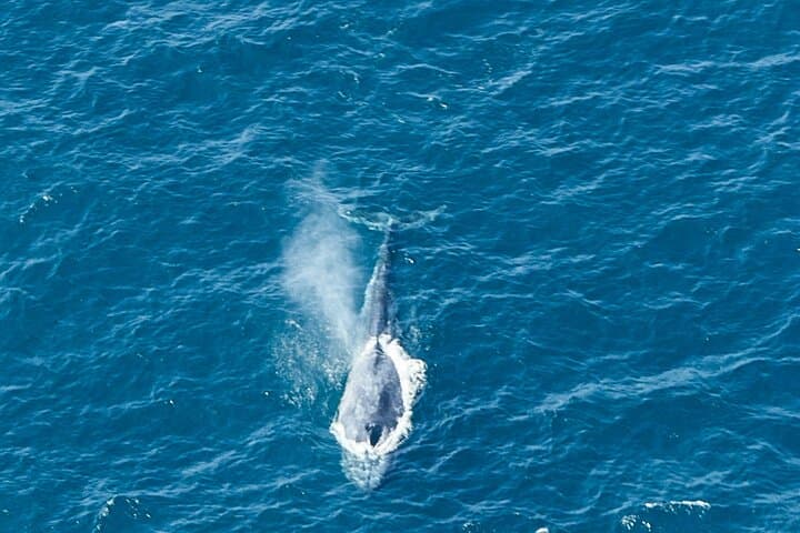 Aerial Whale Watching from Koggala — 45-Minute Blue Whale Plane Tour photo 6