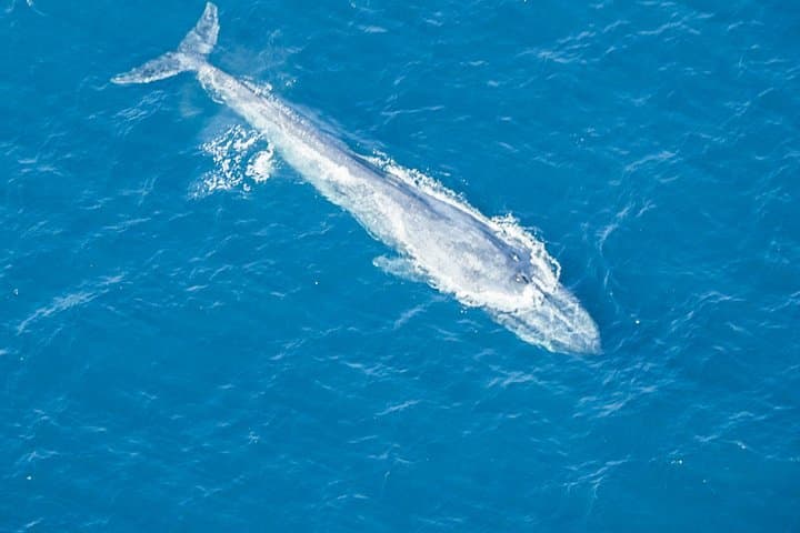 Aerial Whale Watching from Koggala — 45-Minute Blue Whale Plane Tour