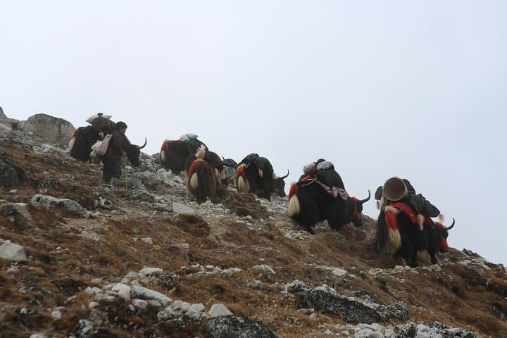Jumolhari Combo Trek: 16-Day Paro-to-Thimphu High-Altitude Circuit photo 4