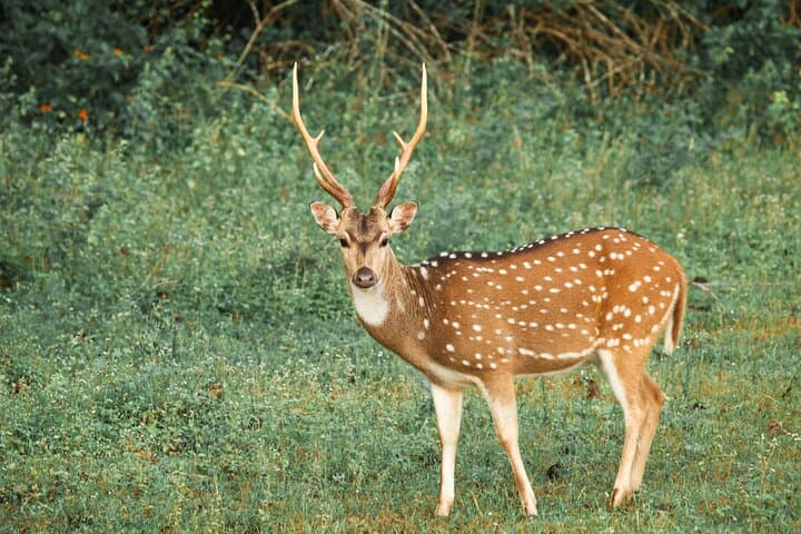 Chasing Leopards: Yala National Park Safari from Balapitiya photo 4