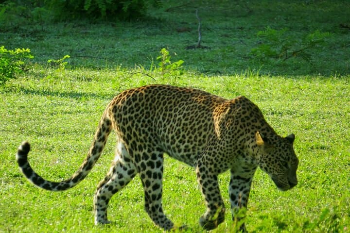 Chasing Leopards: Yala National Park Safari from Balapitiya photo 5