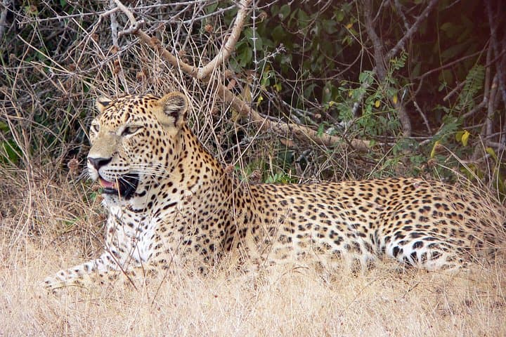 Yala National Park Safari from Koggala — Day Trip to See Leopards & Elephants photo 1