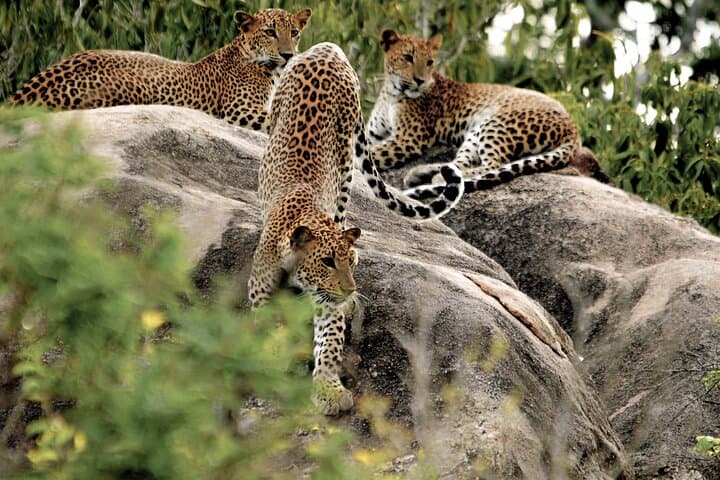 Chasing Leopards: Yala National Park Safari from Balapitiya