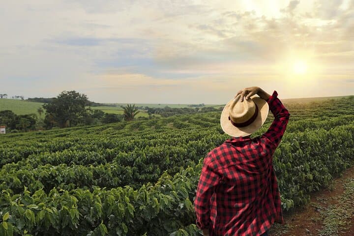 Full-Day Coffee Farm Experience near Medellín: Tour, Cupping & Farm Walk