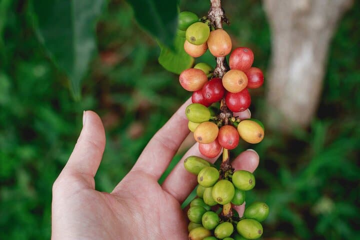 Full-Day Coffee Farm Experience near Medellín: Tour, Cupping & Farm Walk photo 6