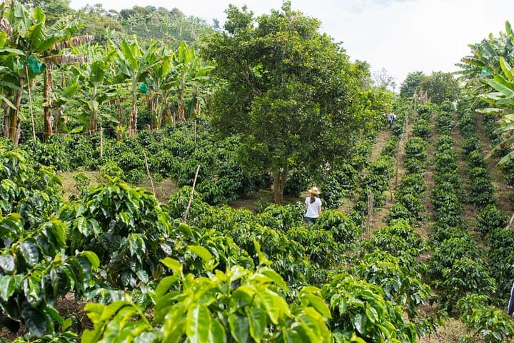 Full-Day Coffee Farm Experience near Medellín: Tour, Cupping & Farm Walk photo 2