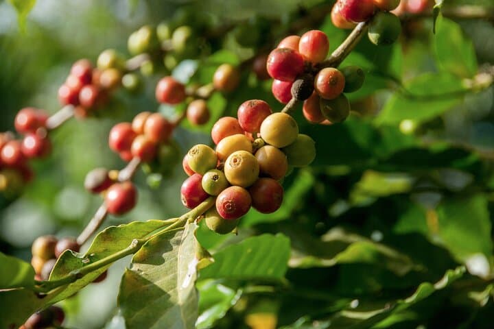 Full-Day Coffee Farm Experience near Medellín: Tour, Cupping & Farm Walk photo 4