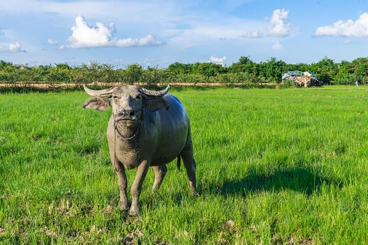 Sunset Jeep Tour in Siem Reap Countryside: Village Visits, Rice-Field Views & Drinks photo 2
