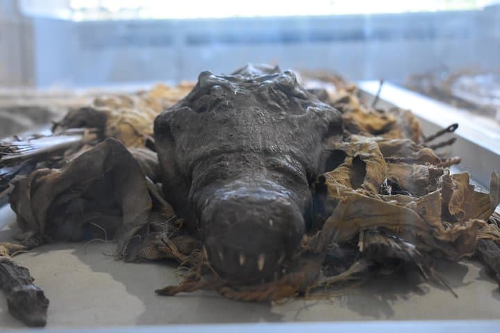 Skip-the-Line Naples Archaeological Museum & Historic Center Private Tour photo 5