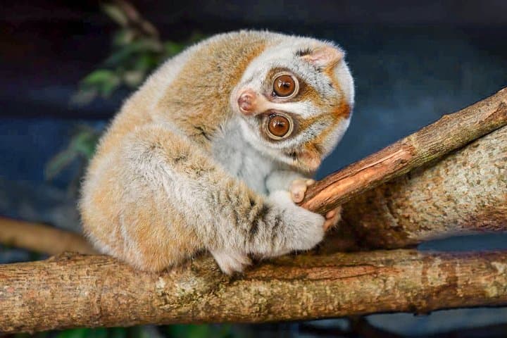 Night Loris Watching in Yala: Slender Loris Arboretum Walk photo 2