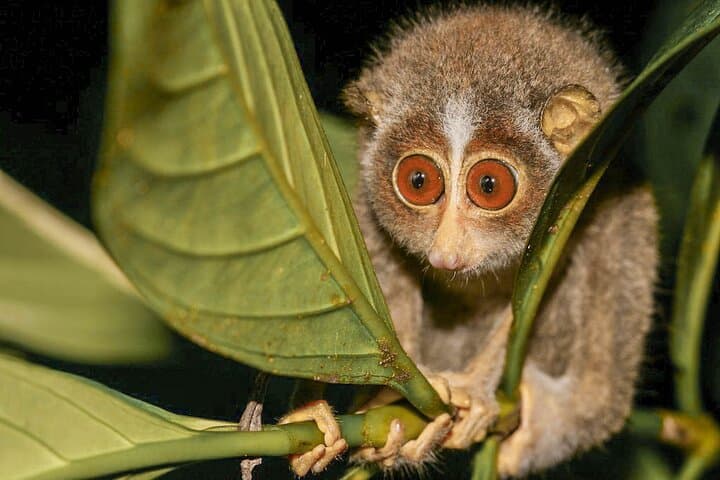Night Loris Watching in Yala: Slender Loris Arboretum Walk