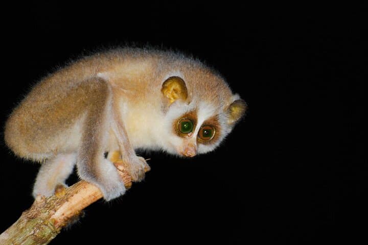 Night Loris Watching in Yala: Slender Loris Arboretum Walk photo 3