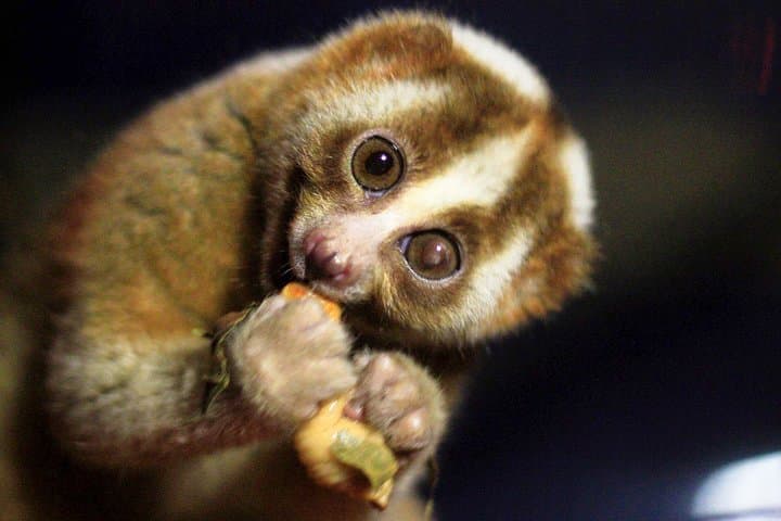 Night Loris Watching in Yala: Slender Loris Arboretum Walk photo 4