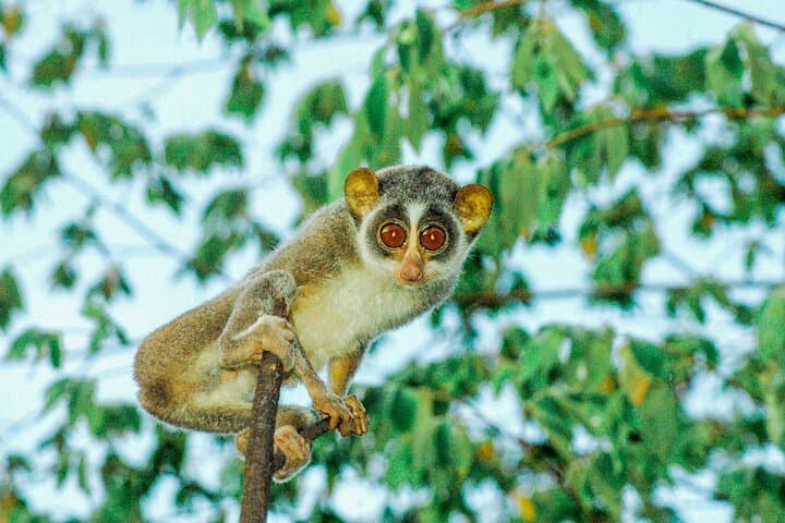 Night Loris Watching in Yala: Slender Loris Arboretum Walk photo 5