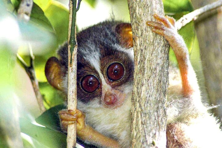 Night Loris Watching in Yala: Slender Loris Arboretum Walk photo 6