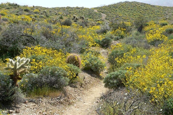 Private 10-hour Palm Springs Day Trip from Los Angeles — Indian Canyons, Palm Canyon Drive & Mid‑Century Design photo 6