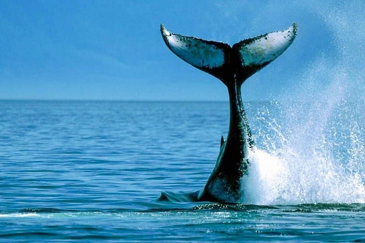 Whale Watching from Balapitiya: Shared Boat Tour to See Blue and Sperm Whales photo 2