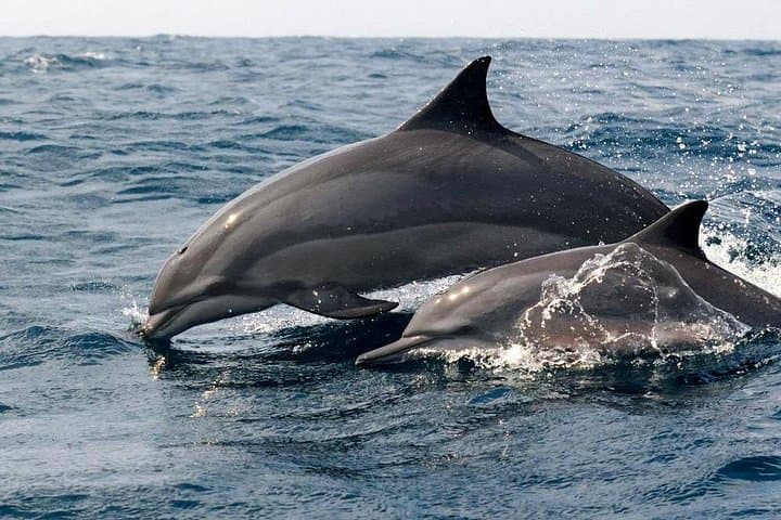 Whale Watching from Balapitiya: Shared Boat Tour to See Blue and Sperm Whales photo 3
