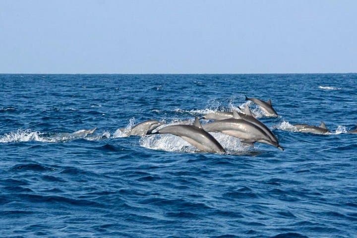 Whale Watching from Balapitiya: Shared Boat Tour to See Blue and Sperm Whales photo 4