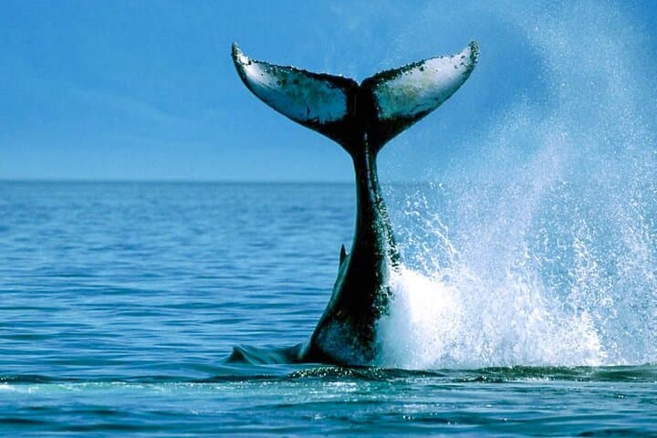 Whale Watching from Koggala: Shared Boat Tour to See Blue Whales & Dolphins photo 2