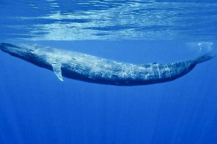 Whale Watching from Koggala: Shared Boat Tour to See Blue Whales & Dolphins photo 3