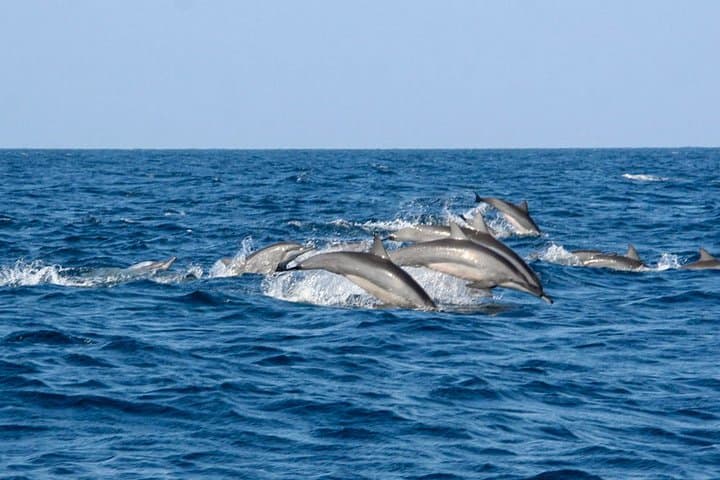 Whale Watching from Koggala: Shared Boat Tour to See Blue Whales & Dolphins photo 5