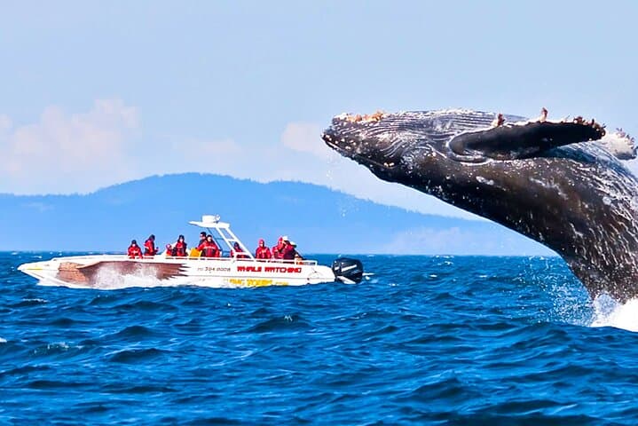 Whale Watching from Koggala: Shared Boat Tour to See Blue Whales & Dolphins