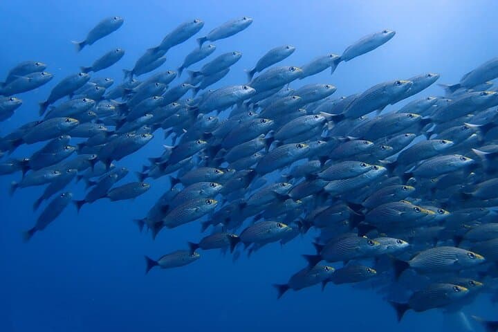 Tamarindo SSI Advanced Open Water Diver Course — Deep Dive Training in Costa Rica photo 4