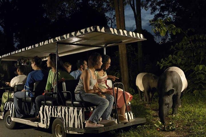 Singapore Night Safari: After-Dark Tram & Walking Trails for Wildlife Viewing photo 3