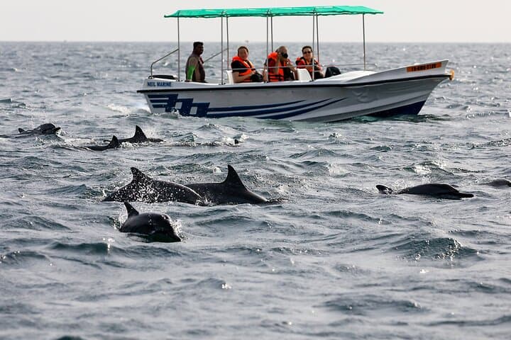 Whale Watching from Talpe: Blue Whales & Dolphins off Mirissa photo 2