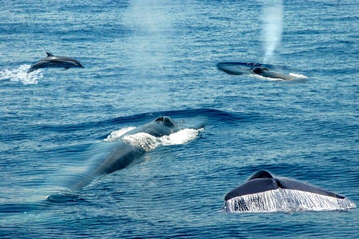 Whale Watching from Talpe: Blue Whales & Dolphins off Mirissa photo 3