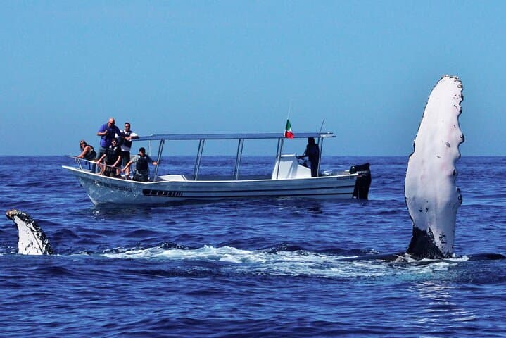 Whale Watching from Talpe: Blue Whales & Dolphins off Mirissa photo 4