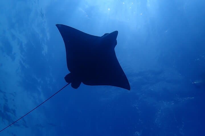 Tamarindo SSI Advanced Open Water Diver Course — Deep Dive Training in Costa Rica photo 6