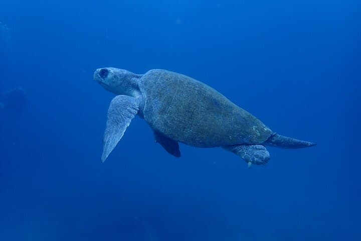 Tamarindo SSI Advanced Open Water Diver Course — Deep Dive Training in Costa Rica photo 3