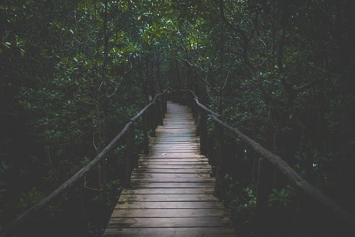 Half-Day Jozani Chwaka Bay Forest Tour — See Zanzibar Red Colobus & Mangroves photo 4