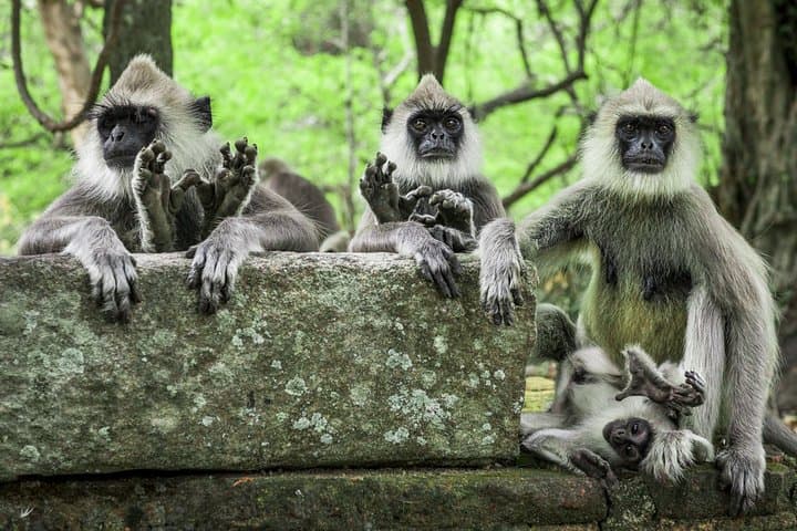 Explore Monkey Kingdom Guided Walk at Polonnaruwa Primate Research Site photo 2