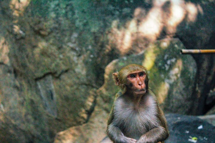 Explore Monkey Kingdom Guided Walk at Polonnaruwa Primate Research Site photo 6