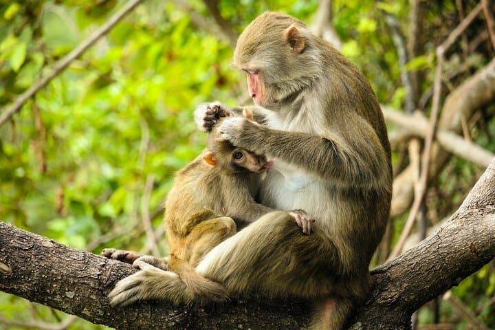 Explore Monkey Kingdom Guided Walk at Polonnaruwa Primate Research Site