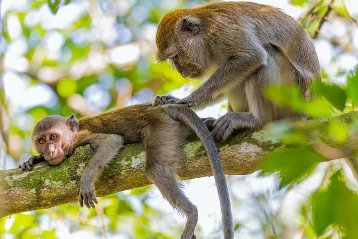 Explore Monkey Kingdom Guided Walk at Polonnaruwa Primate Research Site photo 3