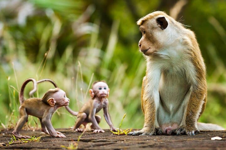 Explore Monkey Kingdom Guided Walk at Polonnaruwa Primate Research Site photo 4