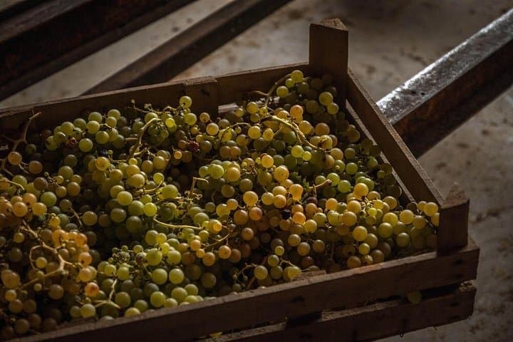 Winery Tour & Wine Tasting in the Pescara Countryside — Montepulciano d'Abruzzo Wines photo 4